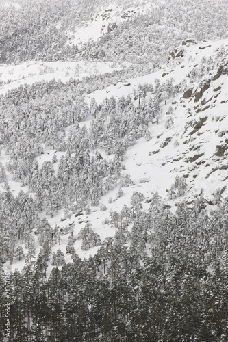 Winter mountain forest snowy landscape. Navacerrada, Spain