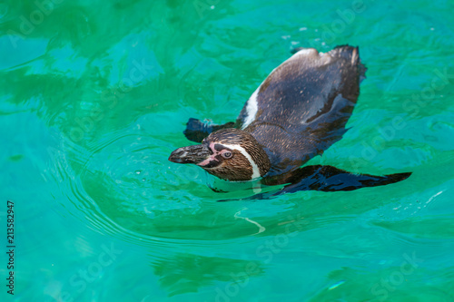 The Galápagos penguins will release air bubbles from their feathers to double or triple their swimming speed quickly.