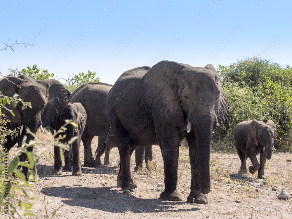 African elephant female, Loxodonta africana, with young in the Chobe National Park, Botswana African elephant female, Loxodonta africana, with young in the Chobe National Park, Botswana