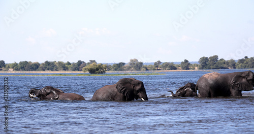 Elephant African elephant, Loxodonta africana, in the Kwango River, Chobe National Park, Botswana