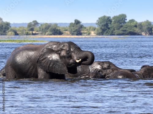 Elephant African elephant, Loxodonta africana, in the Kwango River, Chobe National Park, Botswana photo