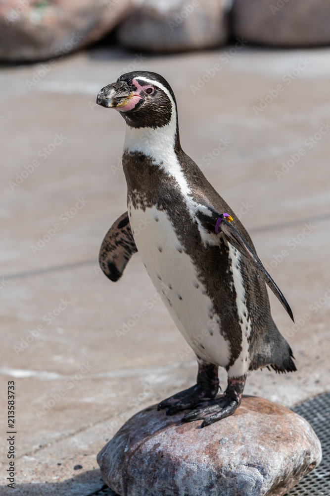 Fototapeta premium The Galápagos penguin (Spheniscus mendiculus) is a penguin endemic to the Galápagos Islands. It is the only penguin that lives north of the equator in the wild.