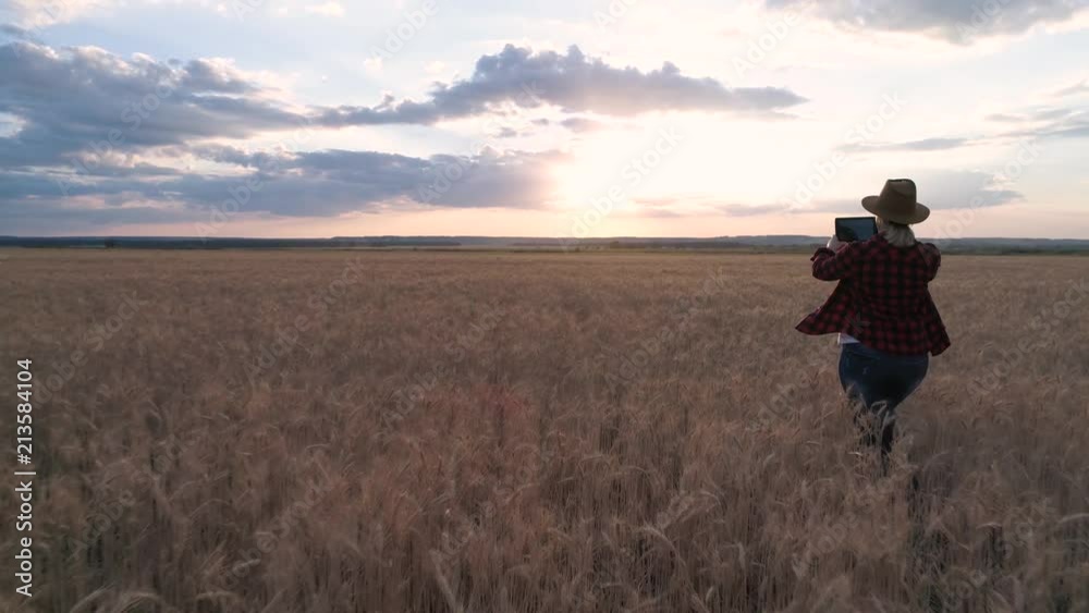 A woman farmer is on the field and monitors the wheat crop. Rear view. slow motion video A woman farmer is on the field and monitors the wheat crop. Rear view. slow motion video