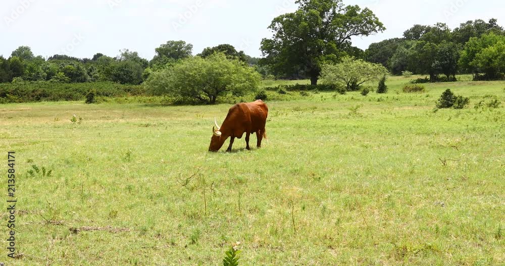 This is a video of a Texas Longhorn cow in a field. This is a video of a Texas Longhorn cow in a field.