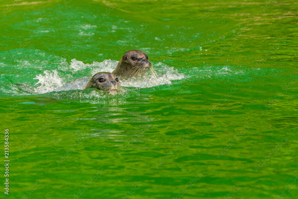 Obraz premium The earless seals or true seals are marine mammals of the family Phocidae, one of the three pinniped families.