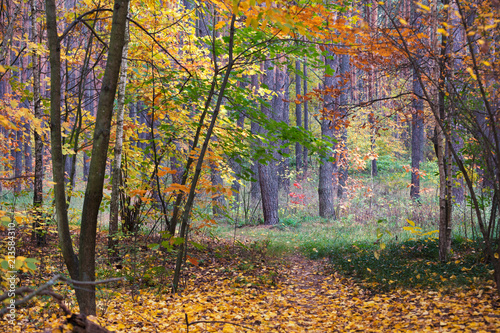 Autumn in the forest. Deciduous trees with multi-colored leaves and fallen leaves on the ground at the edge of a pine forest