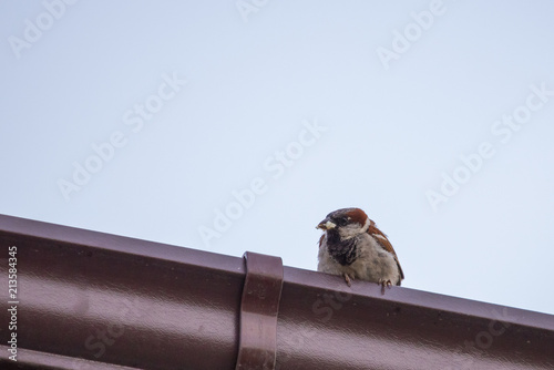 City bird sparrow, active and fast. photo