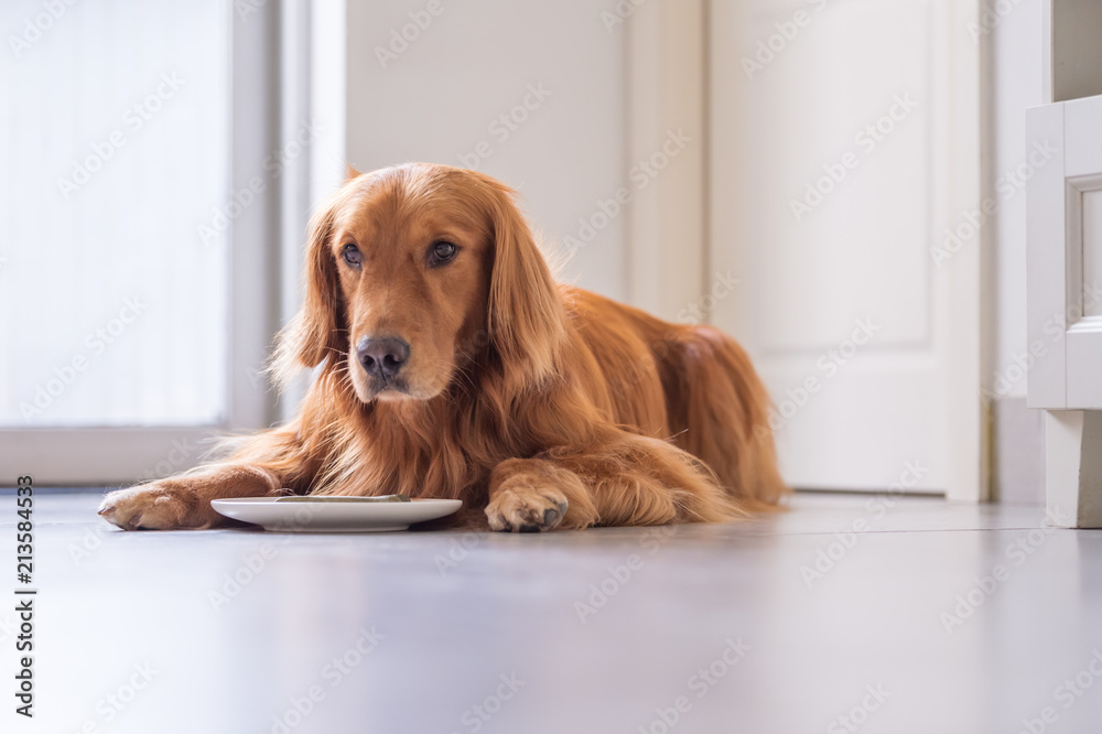 The golden Retriever eats on the ground.