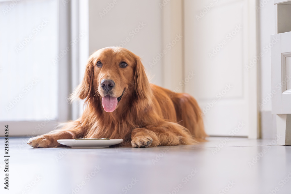 The golden Retriever eats on the ground.