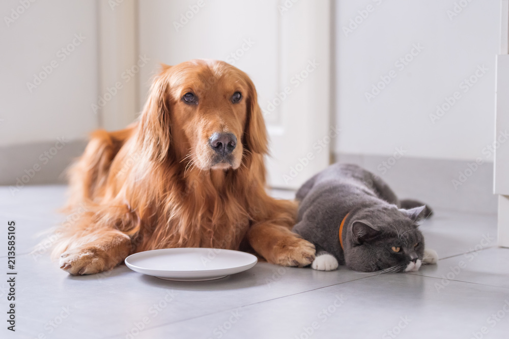 Golden Retriever lying and the British short hair cat