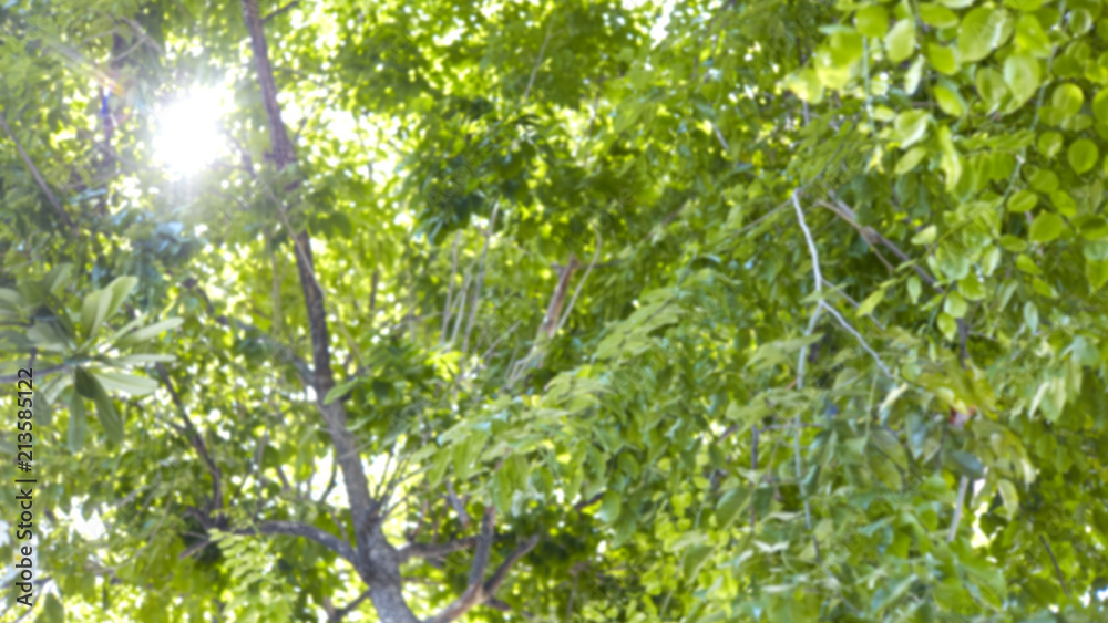 Fototapeta premium Blurred Morning sun Lights Bright Green
