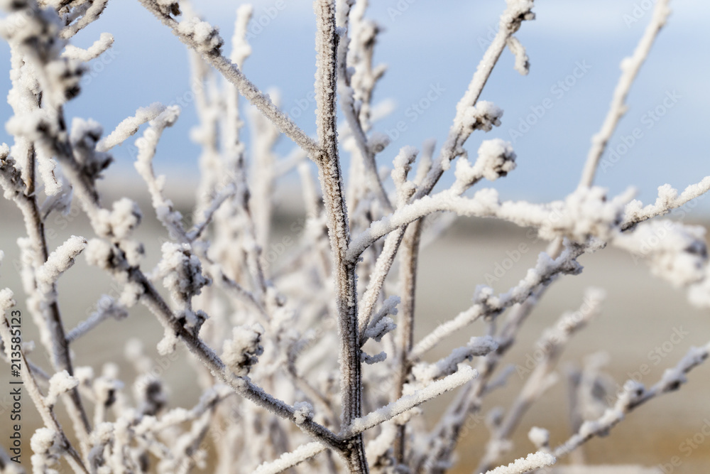 grass under white frost