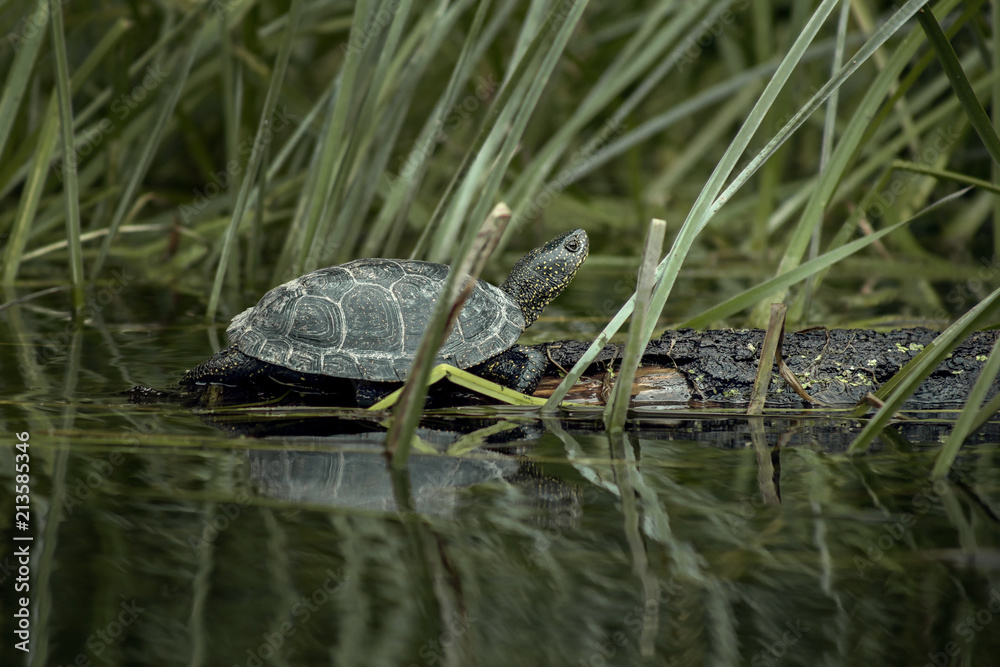 Fototapeta premium Swamp turtle in nature