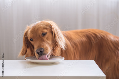 Photography The golden Retriever is eating.