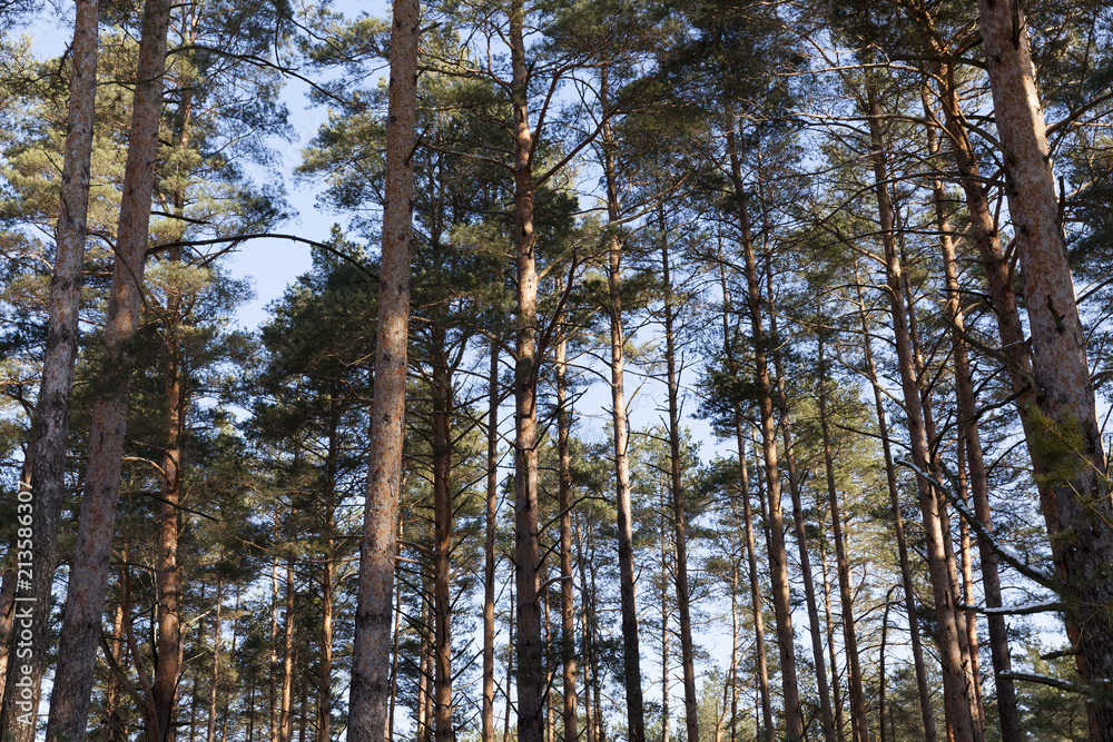 Fototapeta premium trunk of pines