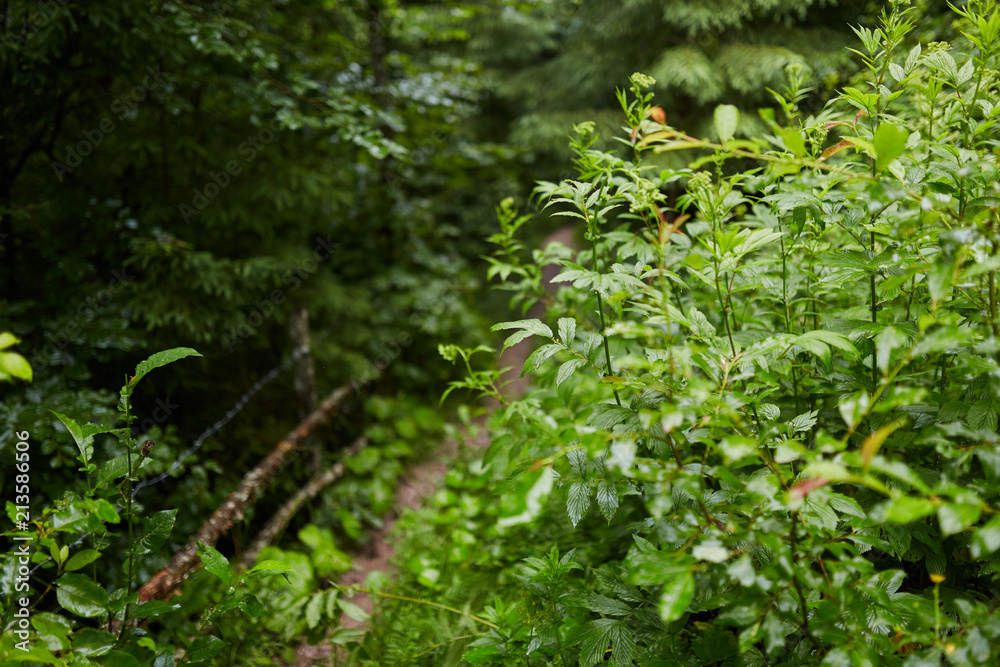 Trail in the forest Trail in the forest