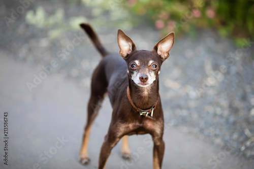 Fototapeta Naklejka Na Ścianę i Meble -  Russian Mini Toy Terrier little dog wearing collar on a walk.