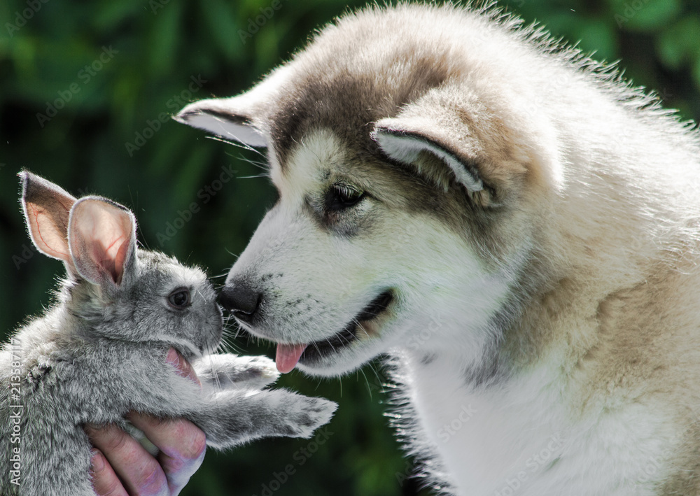 Obraz premium Dog and rabbit