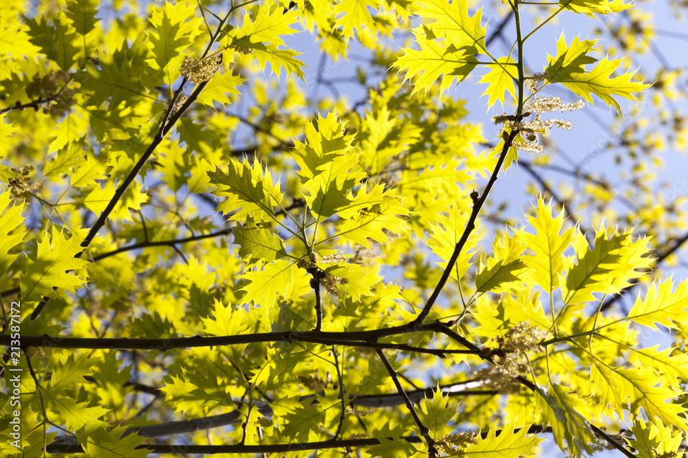 flowers and leaves of oak flowers and leaves of oak