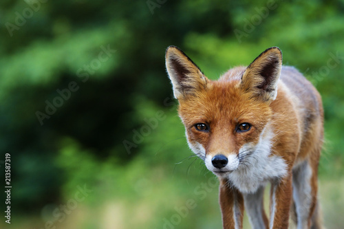 Portrait eines Fuchses im Sommer