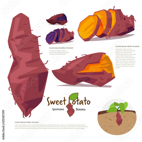 sweet potatp. information graphic - vector