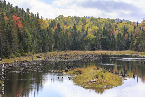 Dead tree trunks in Lake Bouchard in La Mauricie National Park, Québec, Canada