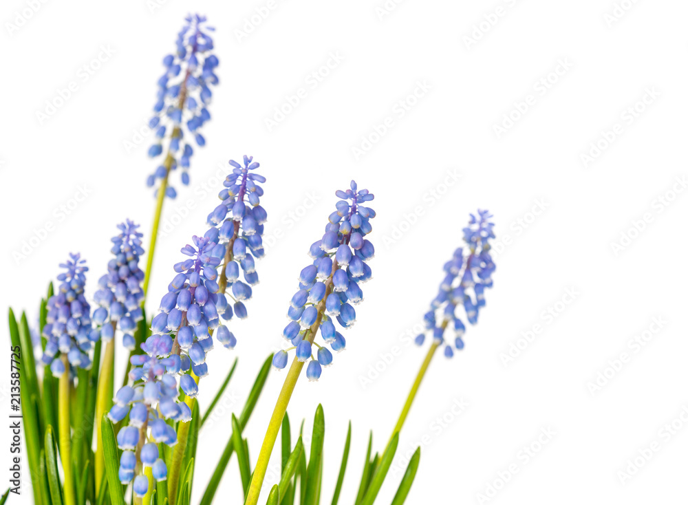 Fototapeta premium kwiat roślin Muscari na kolorowym tle