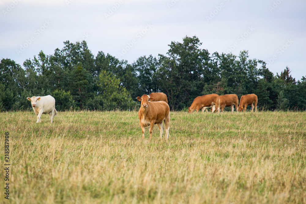 Herd of cow standing on grass and blue sky Herd of cow standing on grass and blue sky