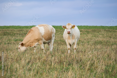 Two white cow standing on grass and blue sky