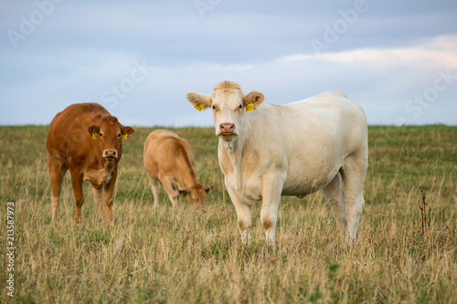 Portrait of white cow with two bronwn  standing on grass