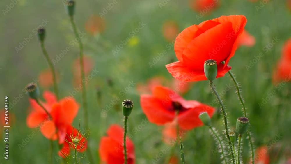 Red poppies field. Poppy flowers field. Poppy flowers swaying, fluttering in the wind. Red poppies field. Poppy flowers field. Poppy flowers swaying, fluttering in the wind.