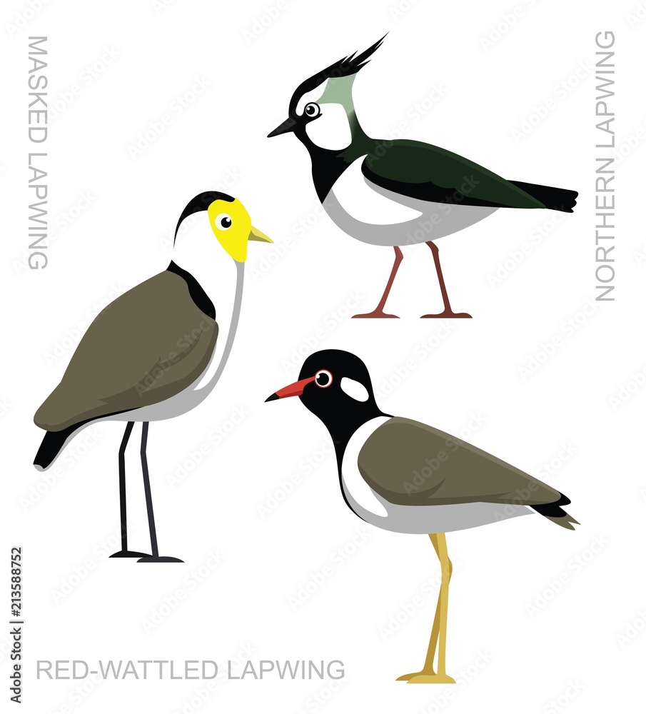 Bird Lapwing Set Cartoon Vector Illustration Bird Lapwing Set Cartoon Vector Illustration