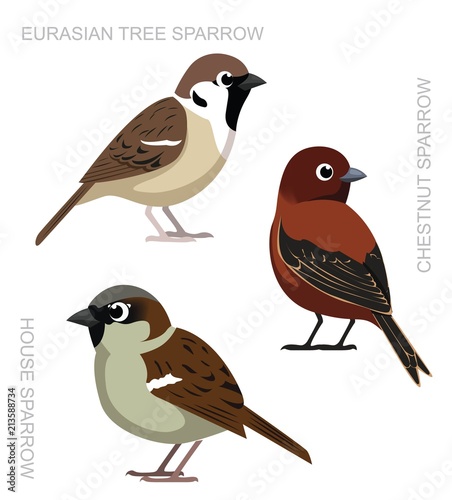 Bird Sparrow Set Cartoon Vector Illustration