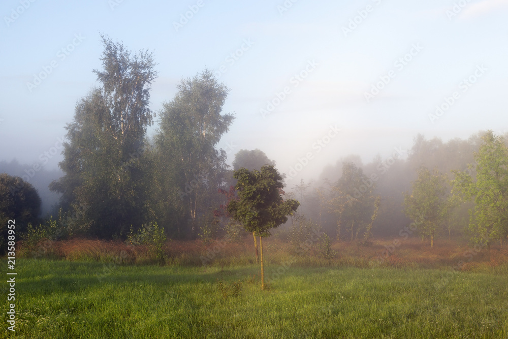 Fototapeta premium morning mist