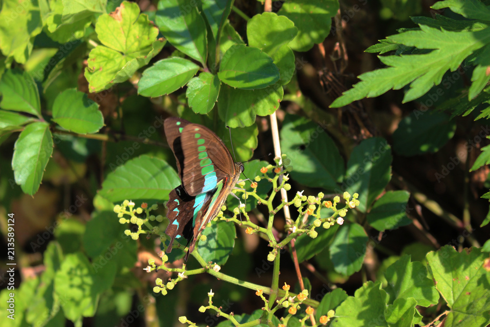 ヤブガラシの花の蜜を吸うアオスジアゲハ Stock Photo Adobe Stock