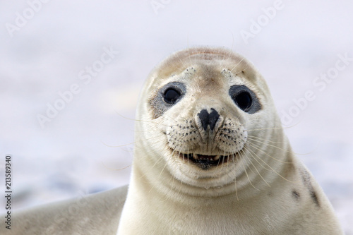 Glückselig lächelnde Robbe © nightsphotos