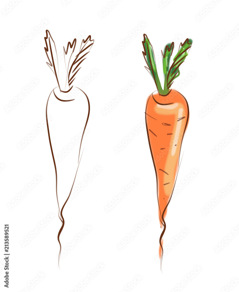 Carrot. Hand Drawn Illustration. Carrot. Hand Drawn Illustration.