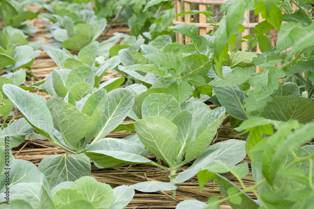 Obraz premium Chinese kale growing on Straw in Vegetable garden.