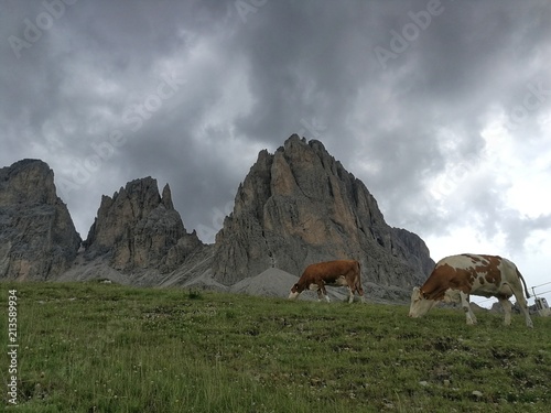 Mucche sulla cima della montagna © fotoforfun