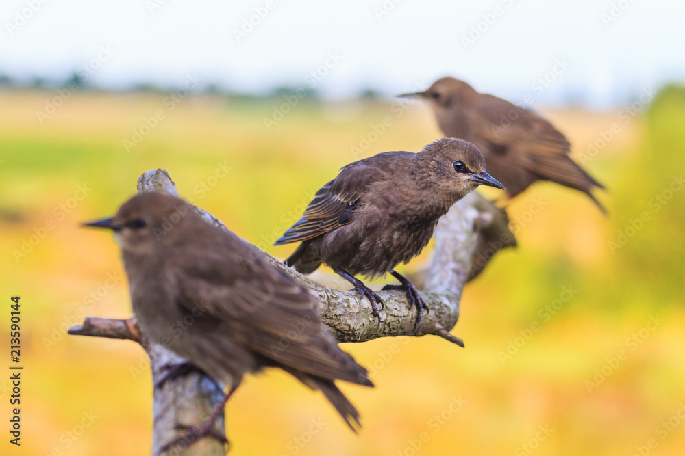 Fototapeta premium young starlings sitting on a branch