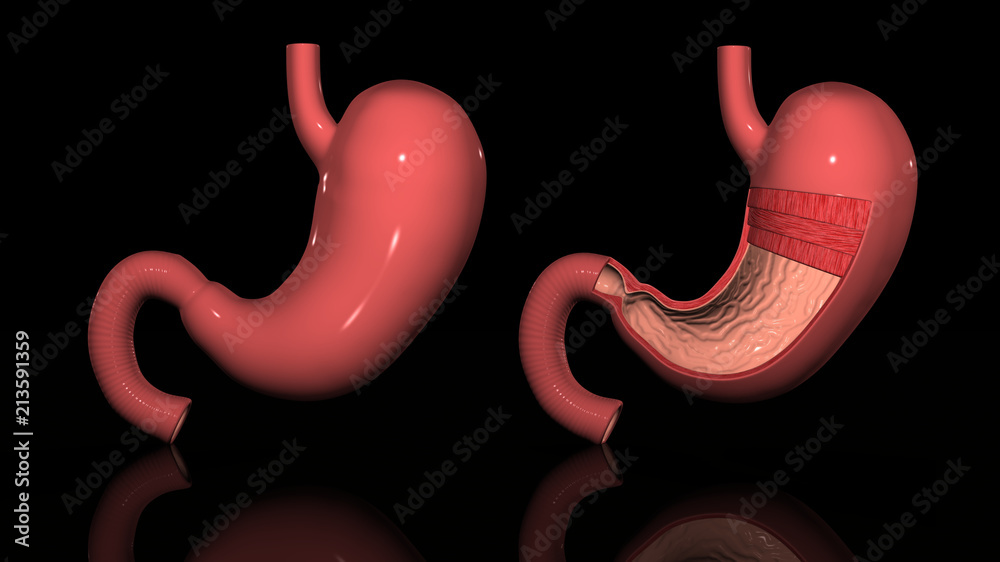 胃解剖図 StockIllustration Adobe Stock