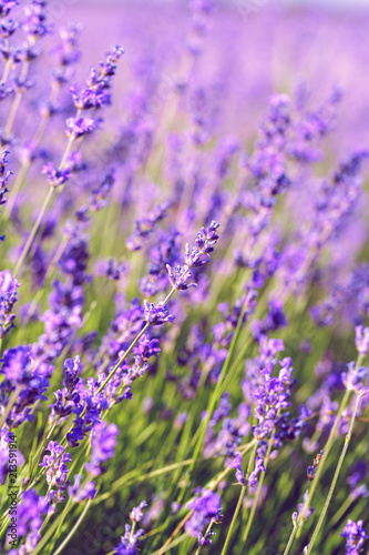 Lavender Field in the summer