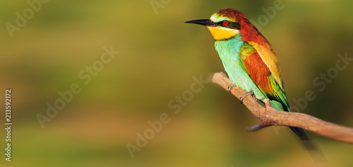 colorful exotic bird with red eyes, panorama © drakuliren