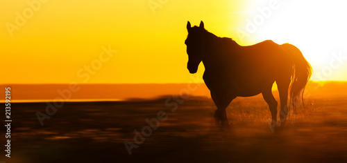 Silhouette of a horse in the field at sunset  panorama