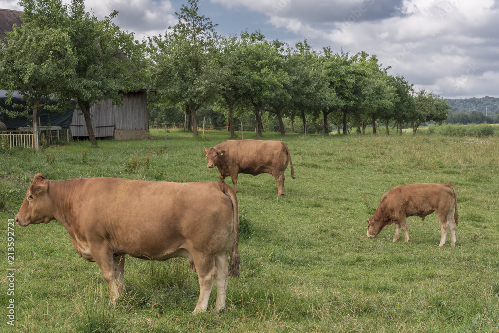 Red cows grazing in a ranch Red cows grazing in a ranch
