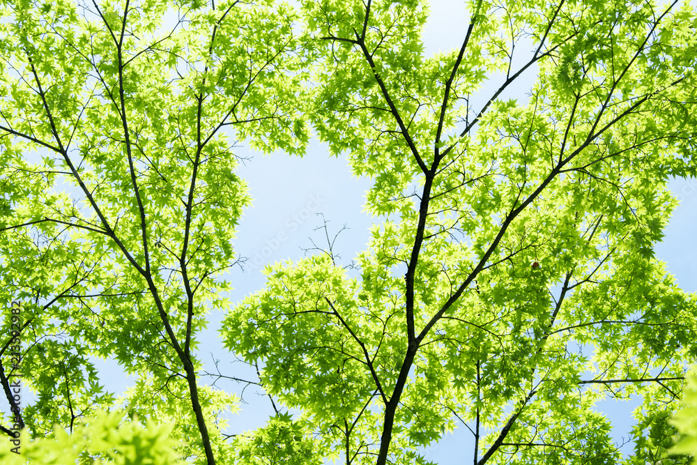 Summer Maple Leaves. Fresh green leaf background. Summer Maple Leaves. Fresh green leaf background.