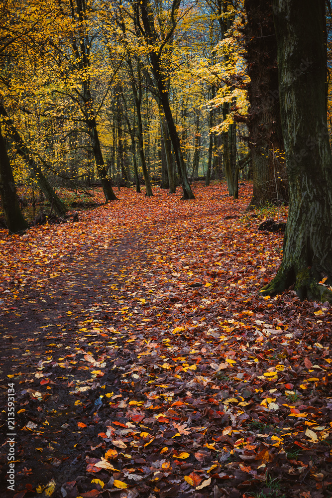 Obraz premium Pathway between trees covered with fallowed golden leaves on the ground in a beautiful autumn forest