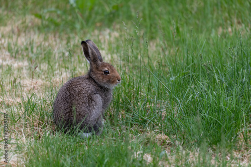 Small rabbit sitting on grass field in Kilpisjarvi, Finland. © Pekka Peltola