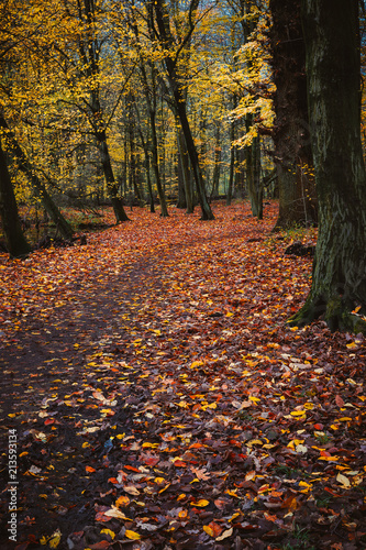 Pathway between trees covered with fallowed golden leaves on the ground in a beautiful autumn forest