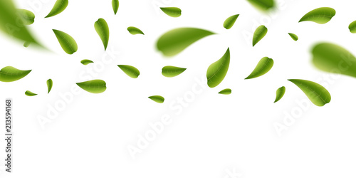Creative vector illustration of realistic blurred fresh vividly flying green leaves isolated on transparent background. Art design green tea. Abstract concept graphic organic natural eco element